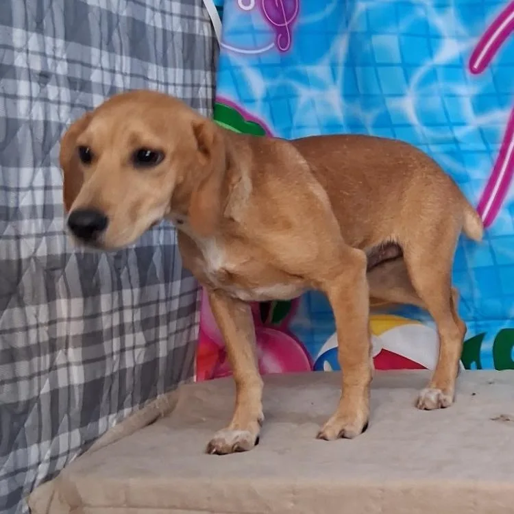 A baby medium-sized male Hound dog named Bo for adoption in Medfield, MA