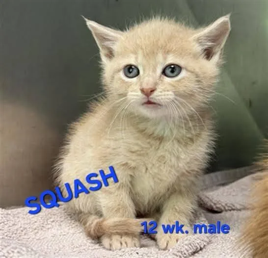 A baby medium-sized male Domestic Short Hair cat named Squash for adoption in Holbrook, NY