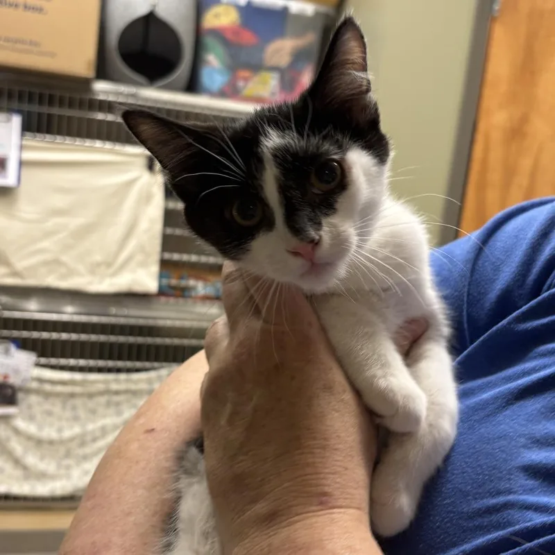 A baby small-sized male Black Domestic Short Hair cat named Beam of Light for adoption in Wilmington, DE