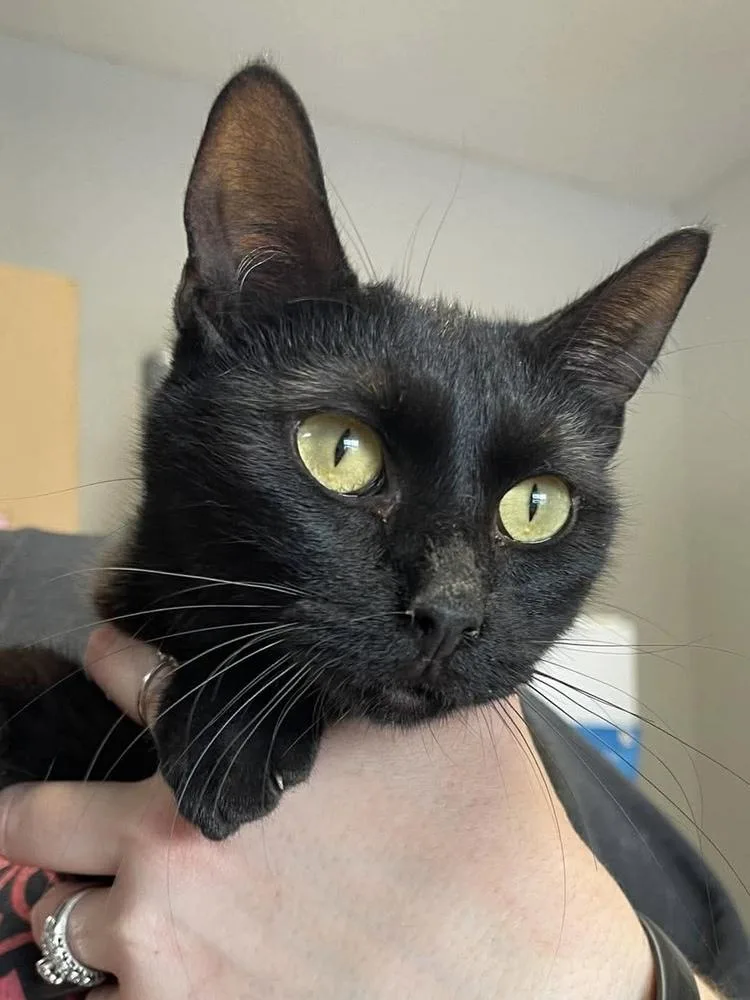 A young medium-sized female Black Domestic Short Hair cat named Gina for adoption in Bolivar, MO