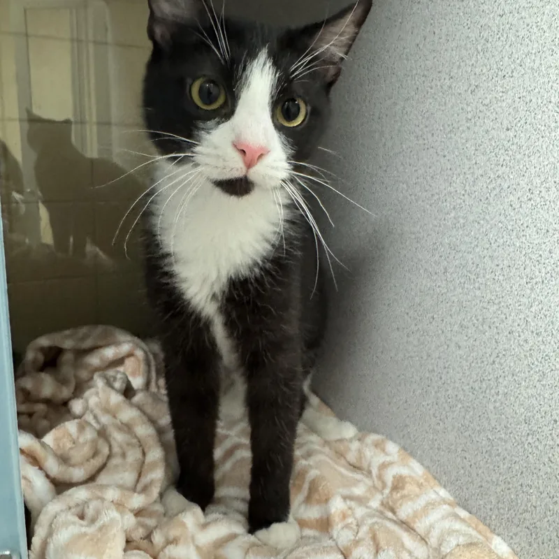 A baby small-sized male Black & White / Tuxedo Domestic Short Hair cat named Ghost for adoption in Waterloo, IA
