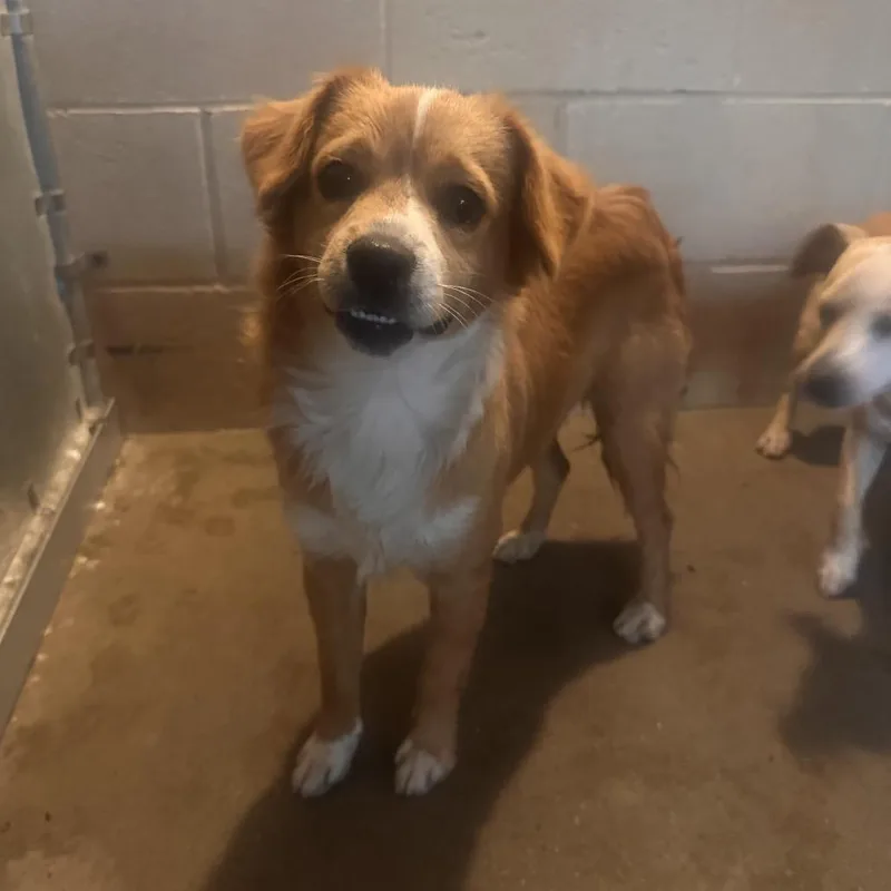 Rigatoni thumbnail 2