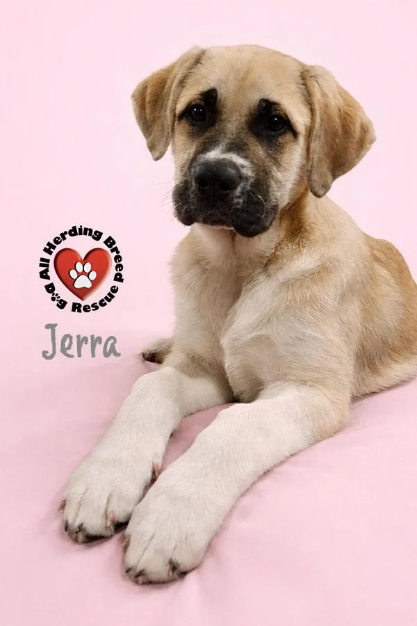 A baby extra large-sized female Yellow / Tan / Blond / Fawn Anatolian Shepherd dog named Jerra for adoption in Joliet, IL