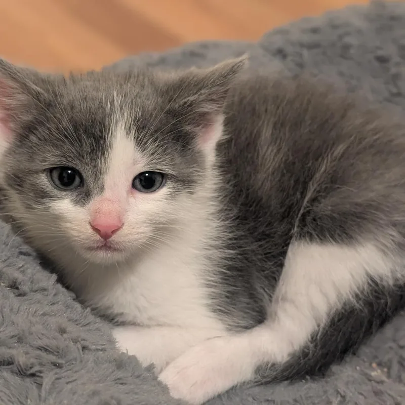A baby small-sized male Black Domestic Short Hair cat named Princess Bride Litter Vizzini for adoption in Washington, DC
