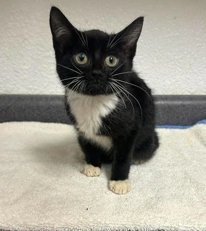 A young medium-sized female Black & White / Tuxedo Domestic Short Hair cat named Dolly for adoption in Sullivan, IN