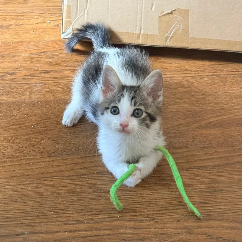 A baby small-sized female White Domestic Short Hair cat named Pip for adoption in Spokane, WA