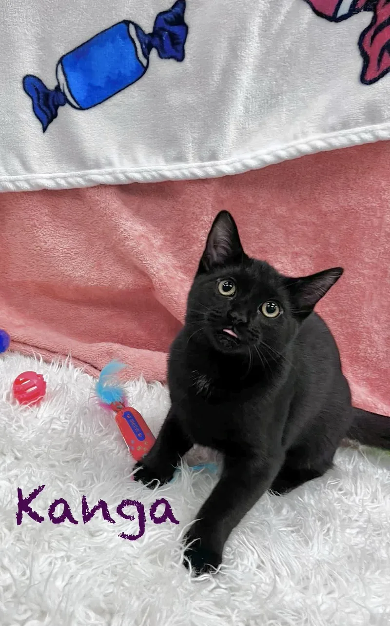 A baby medium-sized female Black Domestic Short Hair cat named Kanga for adoption in Pueblo, CO