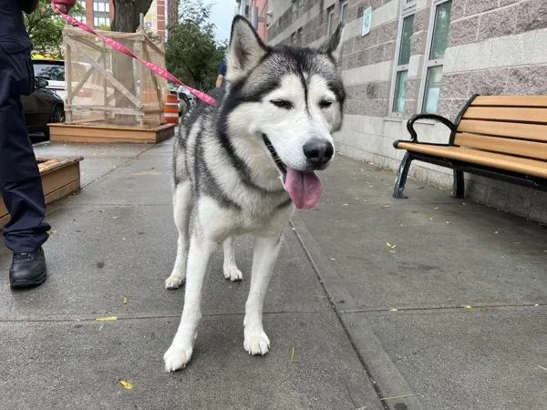 An adult large-sized male Siberian Husky dog named Prospector for adoption in New York, NY