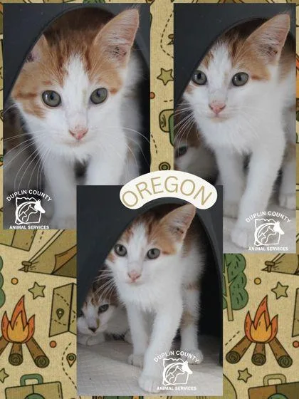 A baby medium-sized male Domestic Short Hair cat named Oregon for adoption in Kenansville, NC