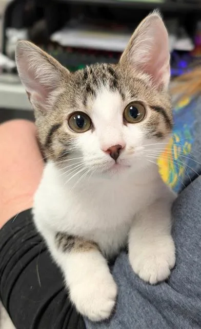 A baby small-sized female Domestic Short Hair cat named Wren for adoption in Canfield, OH