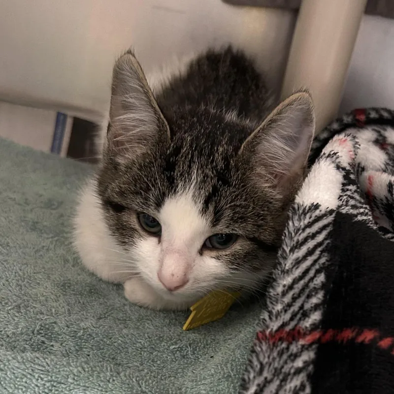 A baby small-sized female Gray / Blue / Silver Domestic Short Hair cat named Peeps for adoption in Springfield, MA