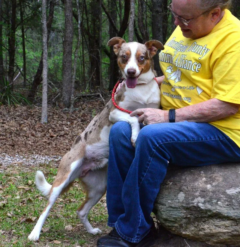 A young medium-sized male Merle (Red) Australian Shepherd dog named Sid for adoption in Willingboro, NJ