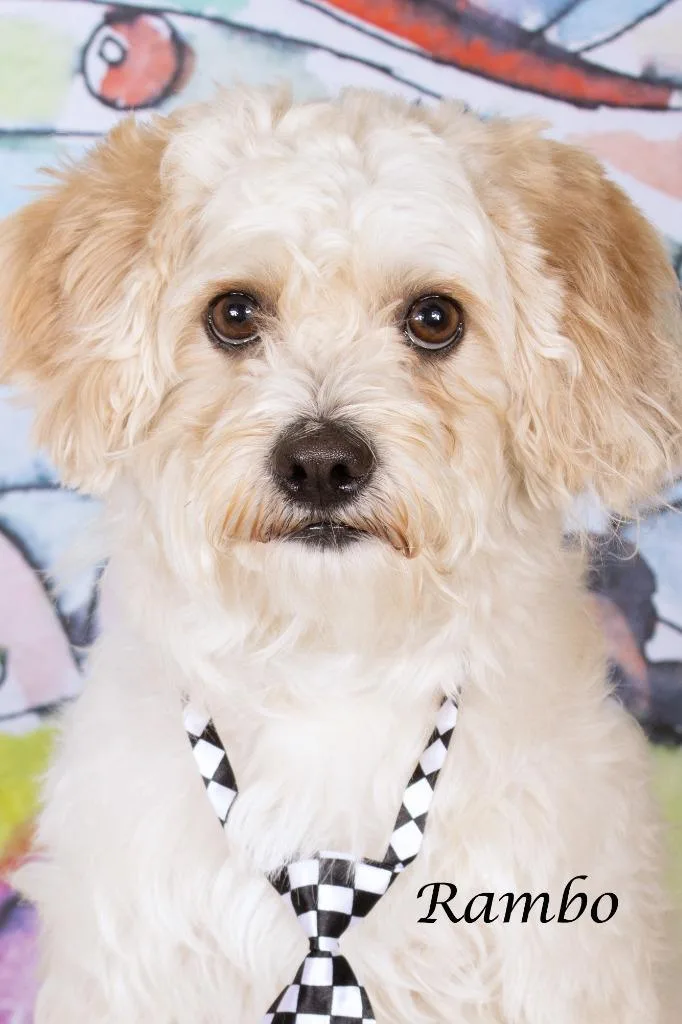 An adult small-sized male Maltese dog named Rambo for adoption in Gilbert, AZ
