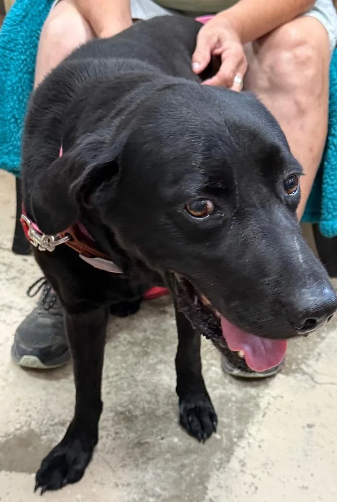 A young large-sized male Labrador Retriever dog named Buddy for adoption in Saint Francisville, LA