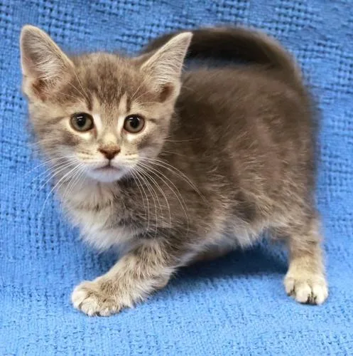 A young medium-sized male Gray / Blue / Silver Domestic Short Hair cat named Smudge for adoption in Thief River Falls, MN