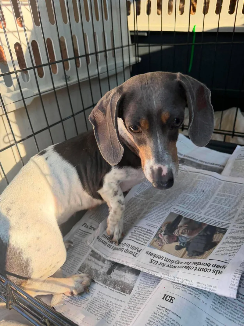 An adult small-sized female Dachshund dog named Betsy for adoption in Havertown, PA