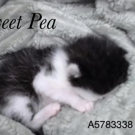 A baby medium-sized female Tuxedo cat named Maggie for adoption in Woodland Hills, CA