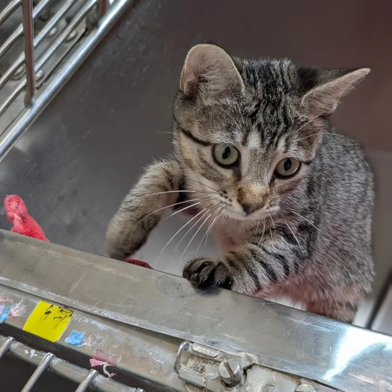 A baby small-sized female Black Domestic Short Hair cat named Sequel J for adoption in Leander, TX