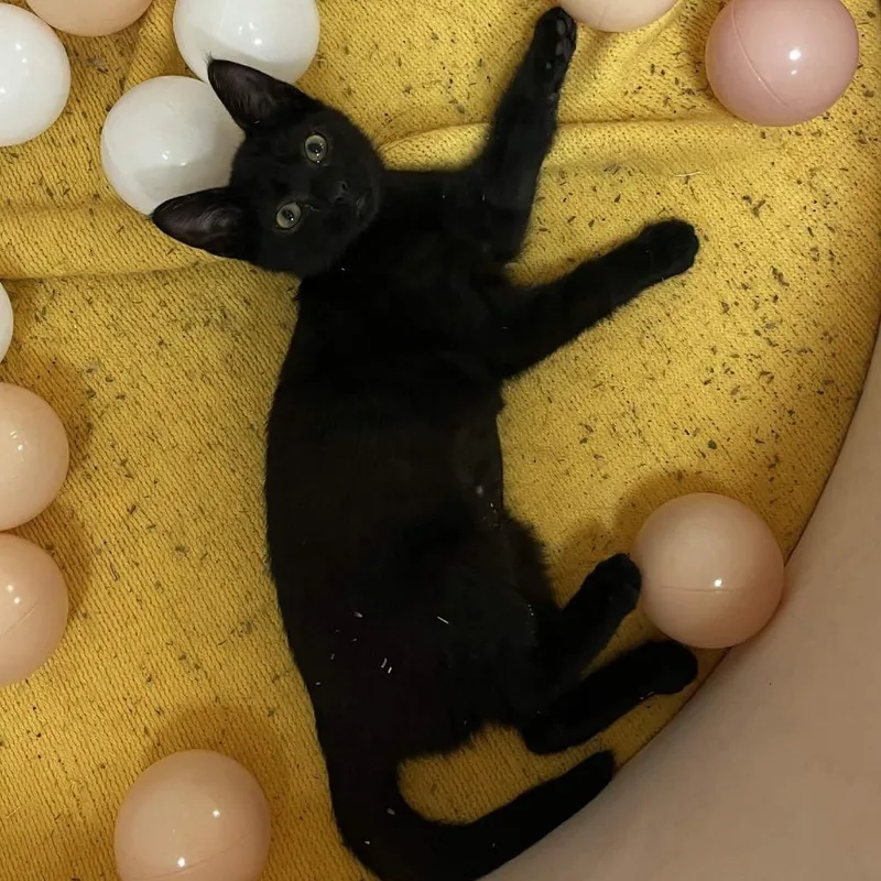 A baby small-sized female Black Domestic Short Hair cat named Olivia for adoption in Yucca Valley, CA