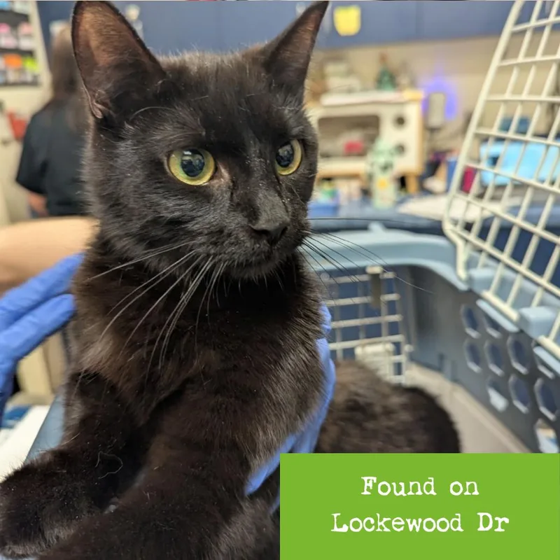 A young medium-sized female Black Domestic Short Hair cat named Tarot for adoption in Lynchburg, VA