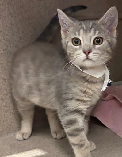 A baby small-sized female Domestic Short Hair cat named Chaz for adoption in Washington, DC