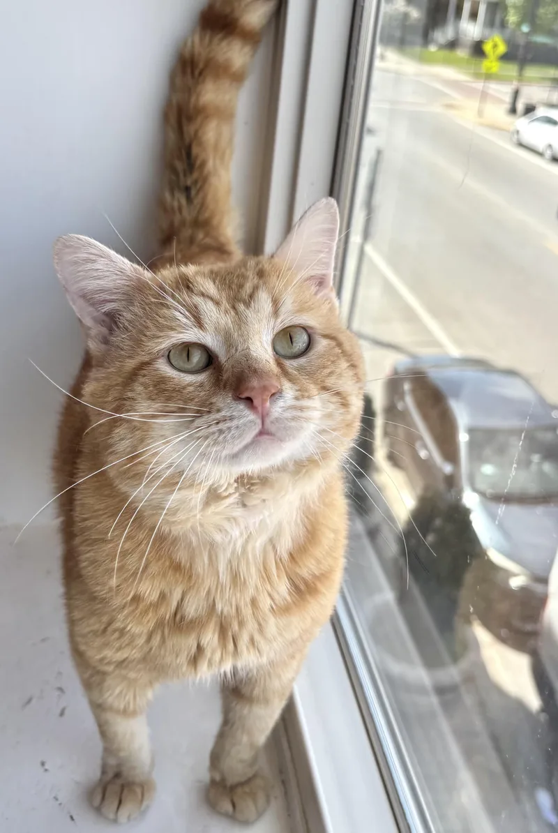 A young medium-sized male Orange / Red Domestic Short Hair cat named Sausage Roll for adoption in Chicago, IL
