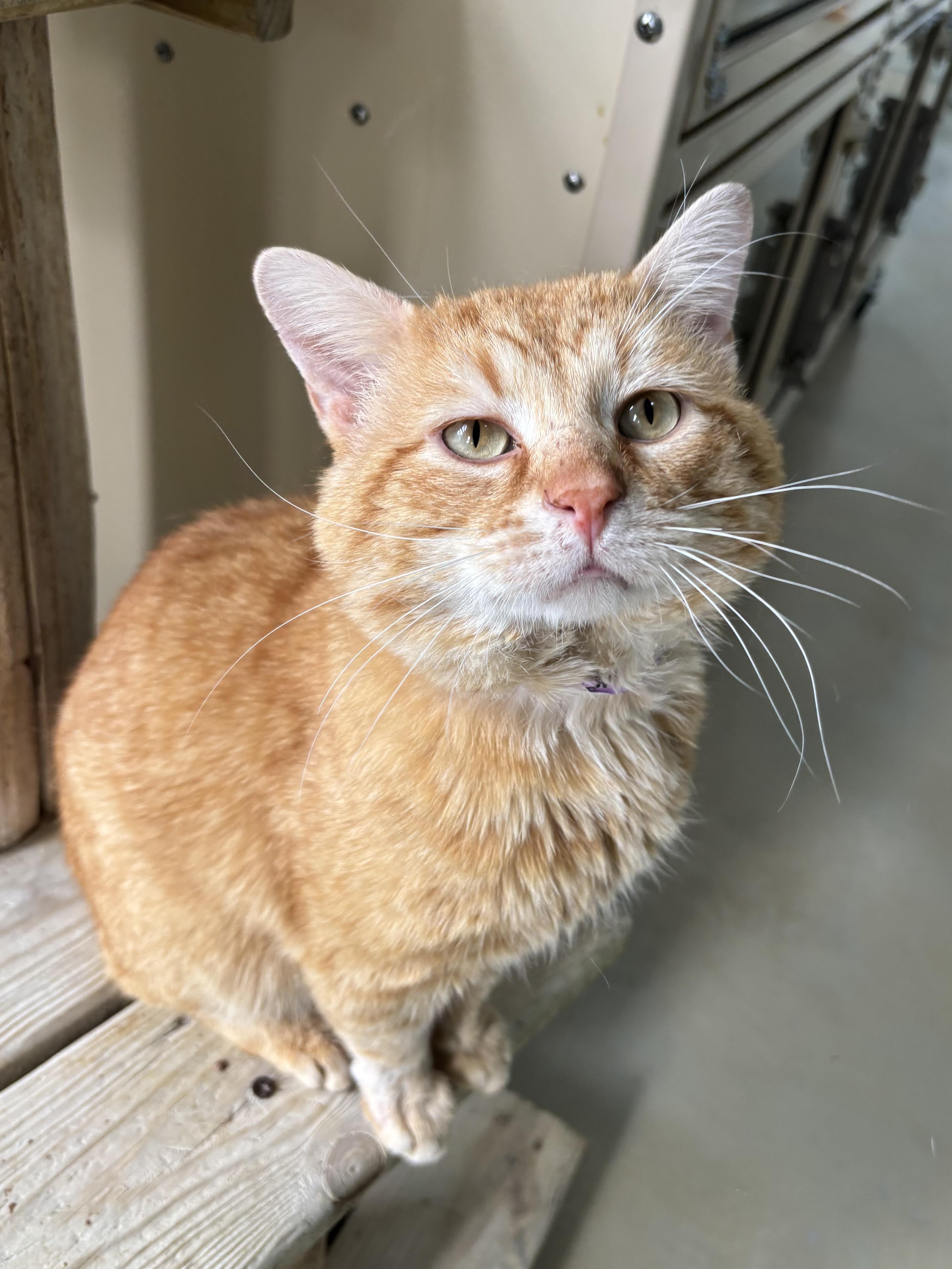 Sausage Roll thumbnail 2
