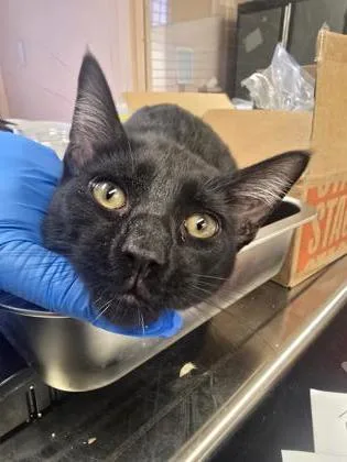 A young small-sized male Domestic Short Hair cat named Greg for adoption in Roseville, CA