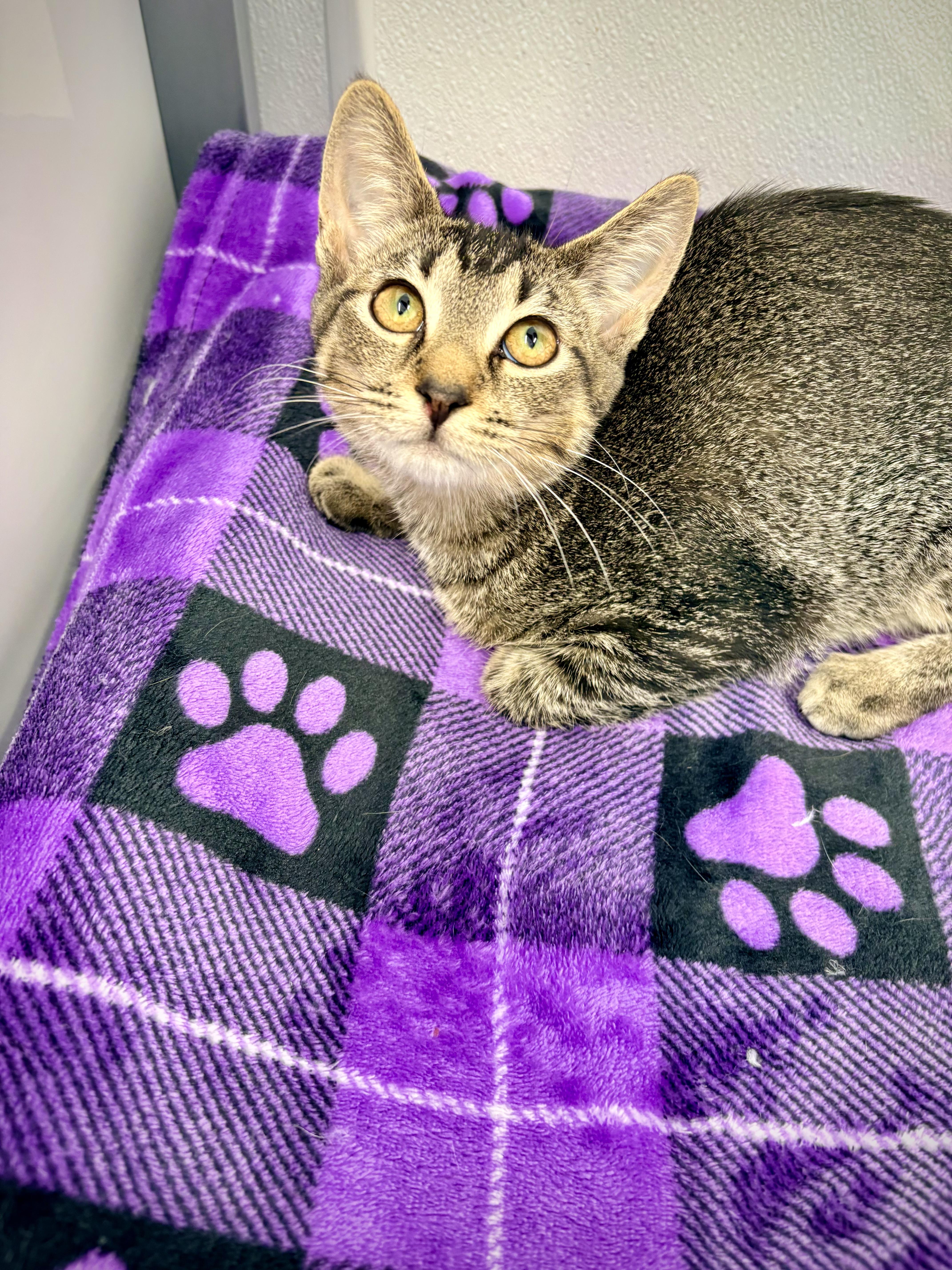 A baby small-sized male Tabby (Brown / Chocolate) Domestic Short Hair cat named Brennan for adoption in Kalamazoo, MI