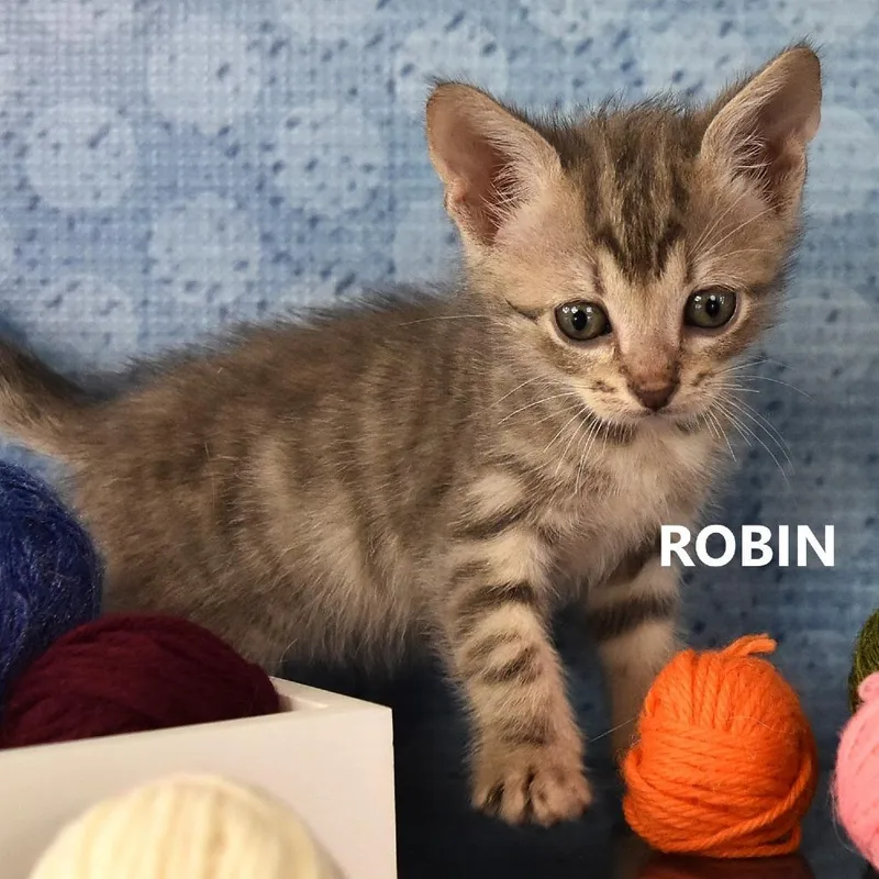 A baby small-sized male Gray / Blue / Silver Domestic Short Hair cat named Robin for adoption in Yuma, AZ