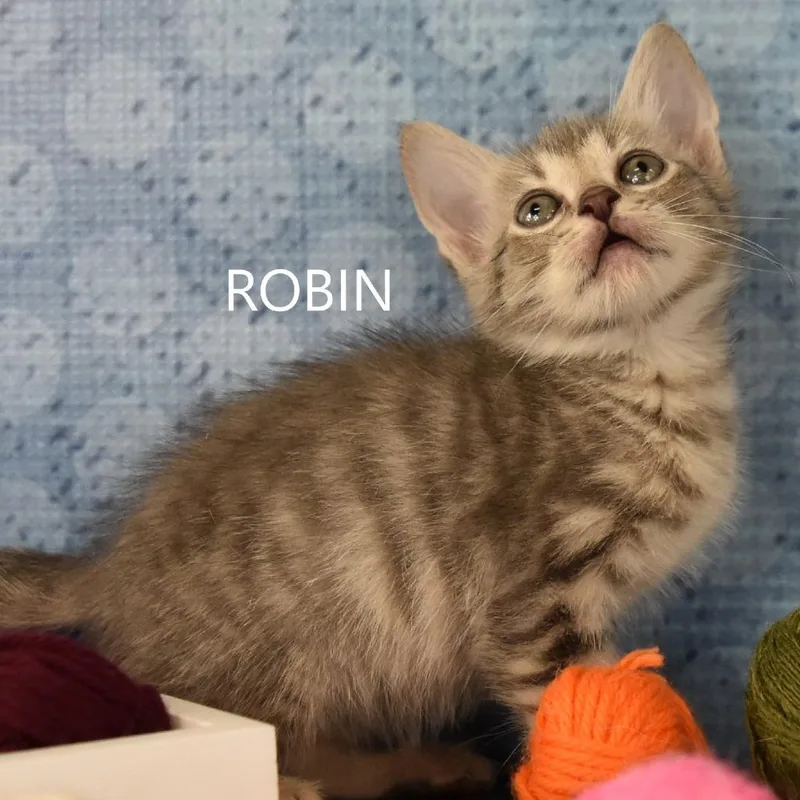 Robin thumbnail 2