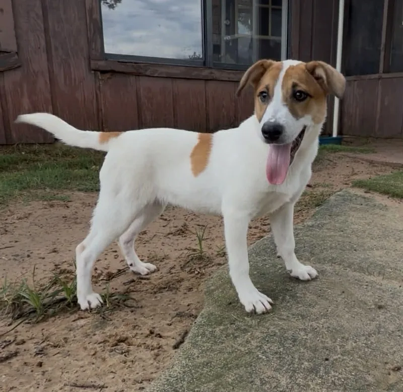 An adult small-sized female Bicolor Jack Russell Terrier dog named Gracie for adoption in Mineola, TX
