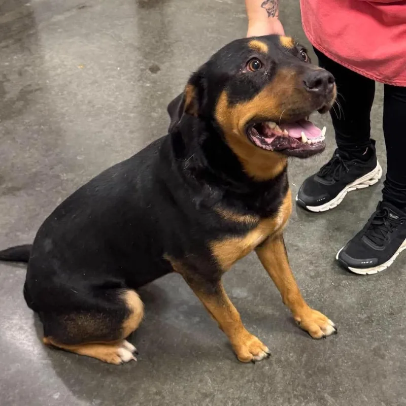 An adult medium-sized female Black Mixed Breed dog named Velma for adoption in Dickinson, TX