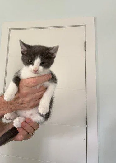 A baby small-sized male Gray / Blue / Silver Domestic Short Hair cat named Peter for adoption in Raleigh, NC