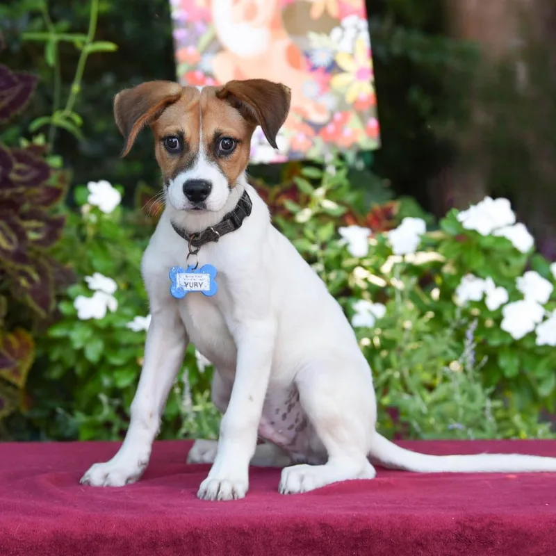 A baby small-sized male White / Cream Labrador Retriever dog named Yury for adoption in Wake Forest, NC