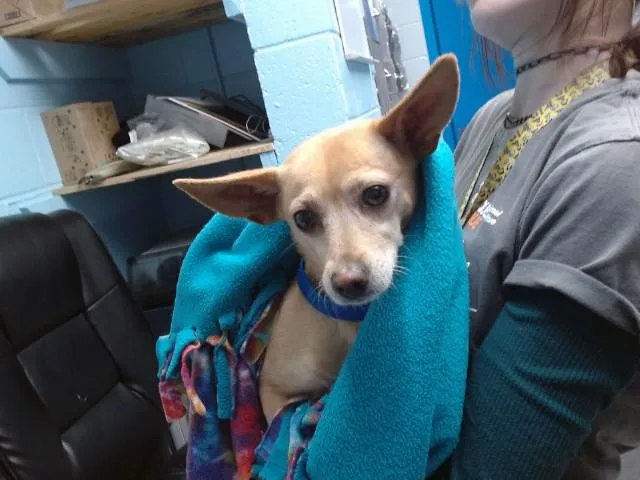 A young medium-sized female Chihuahua dog named Princessa for adoption in Albuquerque, NM