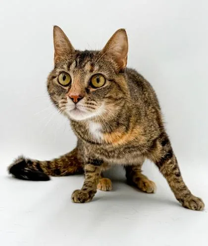 An adult medium-sized female Domestic Short Hair cat named Ginger for adoption in Bowling Green, KY