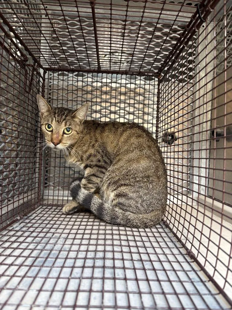 A young medium-sized male Domestic Short Hair cat named Puzzles for adoption in New Braunfels, TX