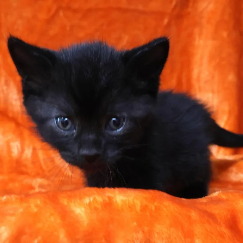 A baby small-sized female Black Domestic Short Hair cat named Bean for adoption in Chaska, MN
