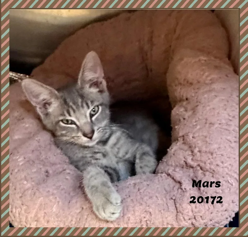 A baby small-sized male Tabby (Gray / Blue / Silver) Domestic Short Hair cat named Mars for adoption in Marietta, GA