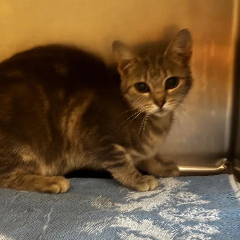 An adult medium-sized female Gray / Blue / Silver Domestic Short Hair cat named Kathy for adoption in Bristol, IN