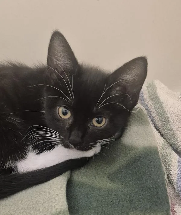 A baby small-sized female Domestic Short Hair cat named Martina for adoption in Napa, CA