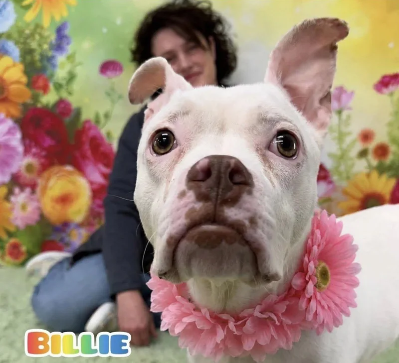A young medium-sized female White / Cream Mixed Breed dog named Billie for adoption in Flint, MI