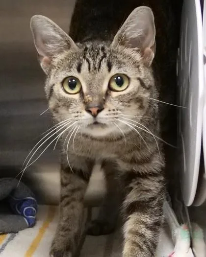 An adult medium-sized female Domestic Short Hair cat named Frida for adoption in Fishers, IN