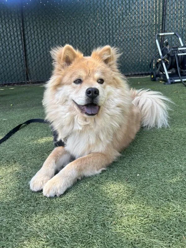 An adult large-sized female Chow Chow dog named Lila for adoption in Oceanside, CA