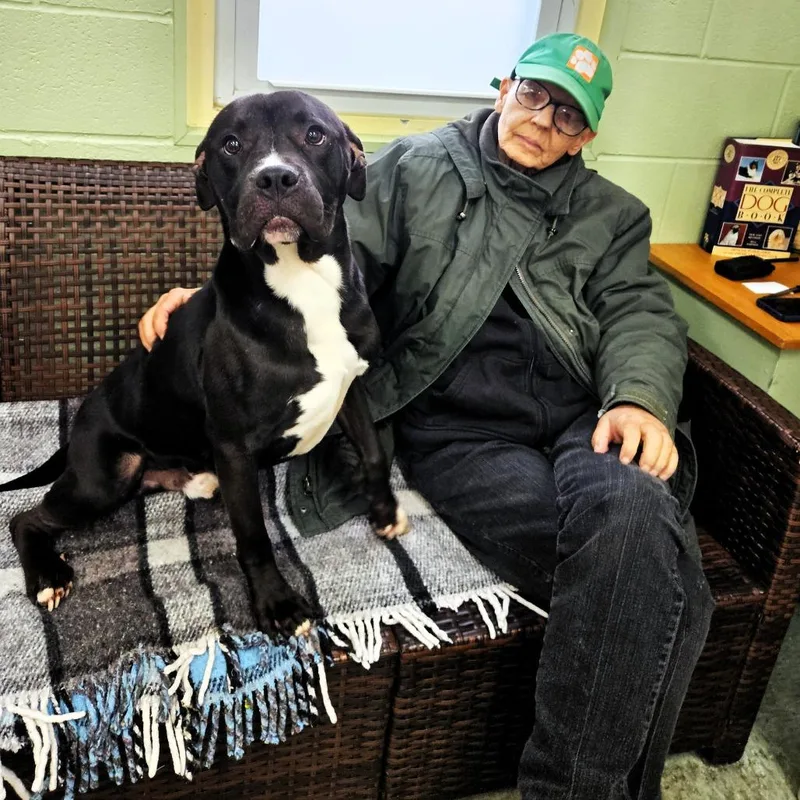 A young medium-sized male Gray / Blue / Silver Pit Bull Terrier dog named Bobby for adoption in Michigan City, IN