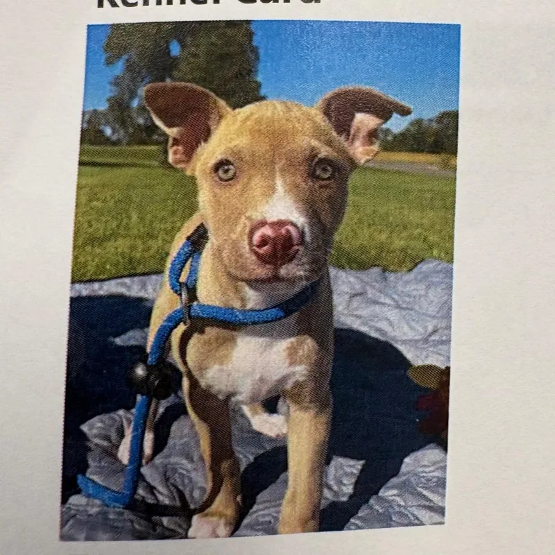 A baby small-sized female Yellow / Tan / Blond / Fawn Mixed Breed dog named Targarya for adoption in West Olive, MI