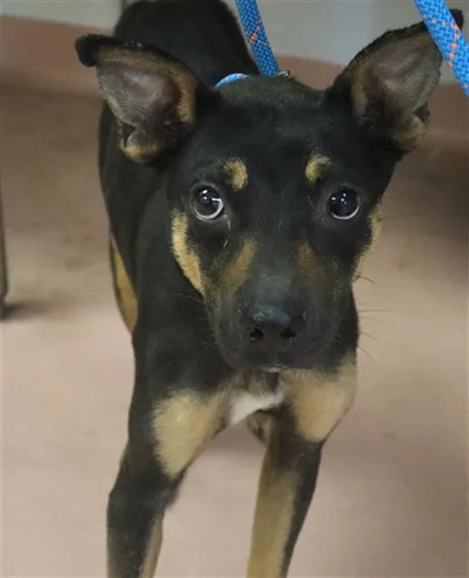A young medium-sized female Mixed Breed dog named Brookie for adoption in Columbia, SC