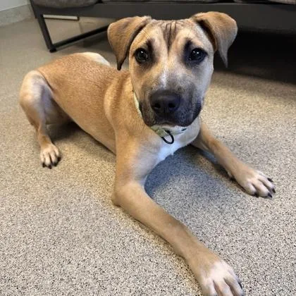 An adult medium-sized female Apricot / Beige Mixed Breed dog named Daisy for adoption in Lansing, MI