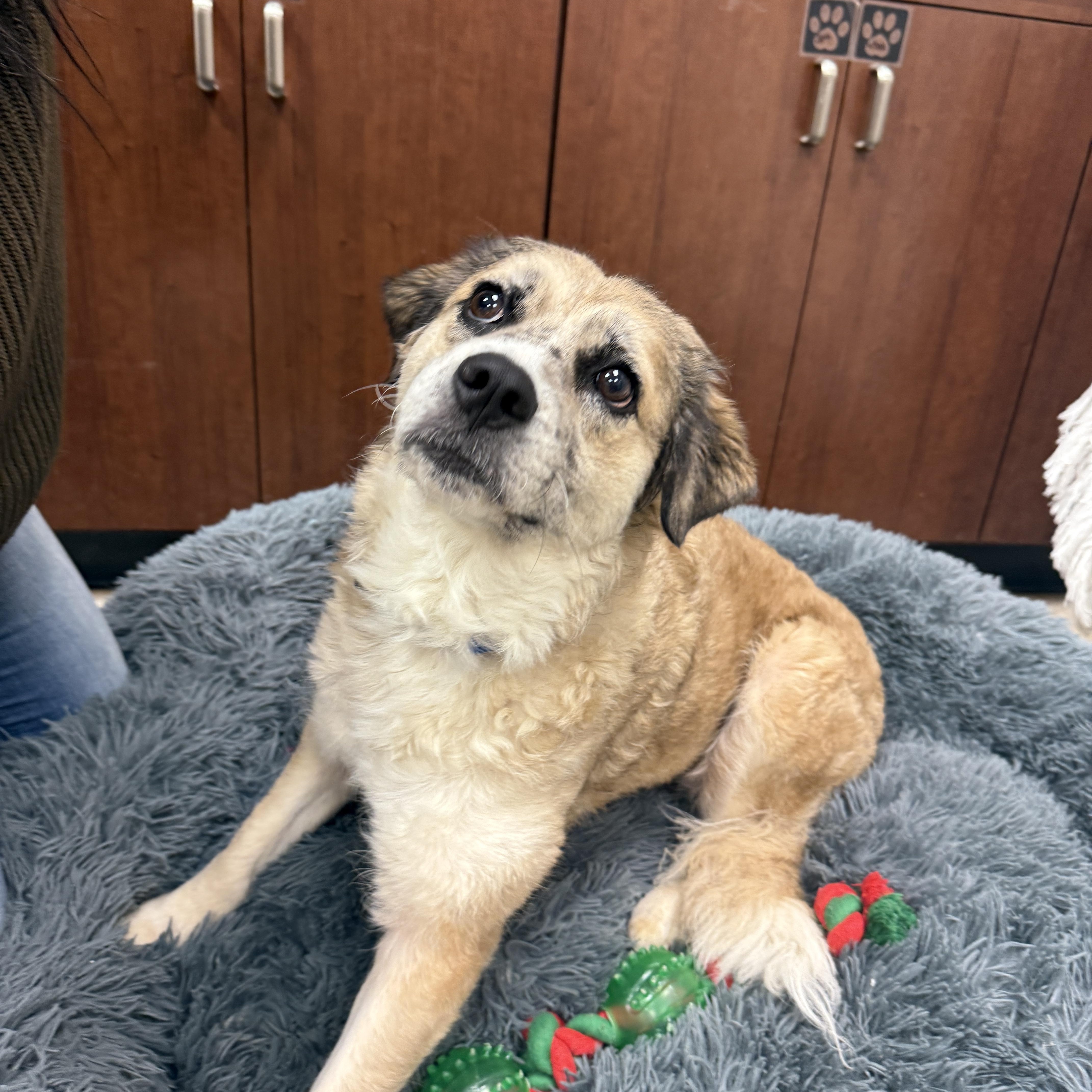 An adult medium-sized female Terrier dog named Lilly for adoption in Springfield, MO